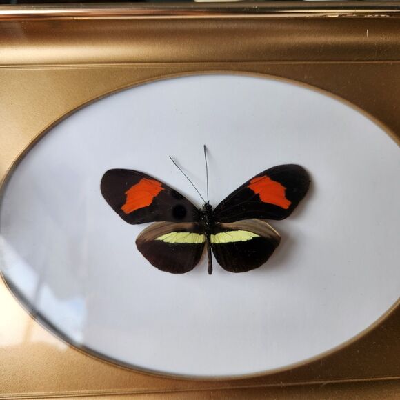 Real Red Longwing Butterfly Framed Taxidermy Specimen Heliconius melpomene - Picture 3 of 6